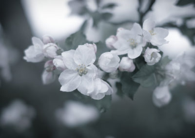 Jens Scheider Fotografie Apfelblüte